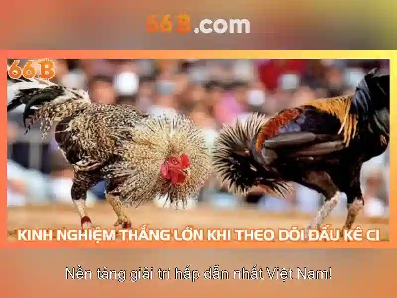 66b là gì và ứng dụng trong công nghệ